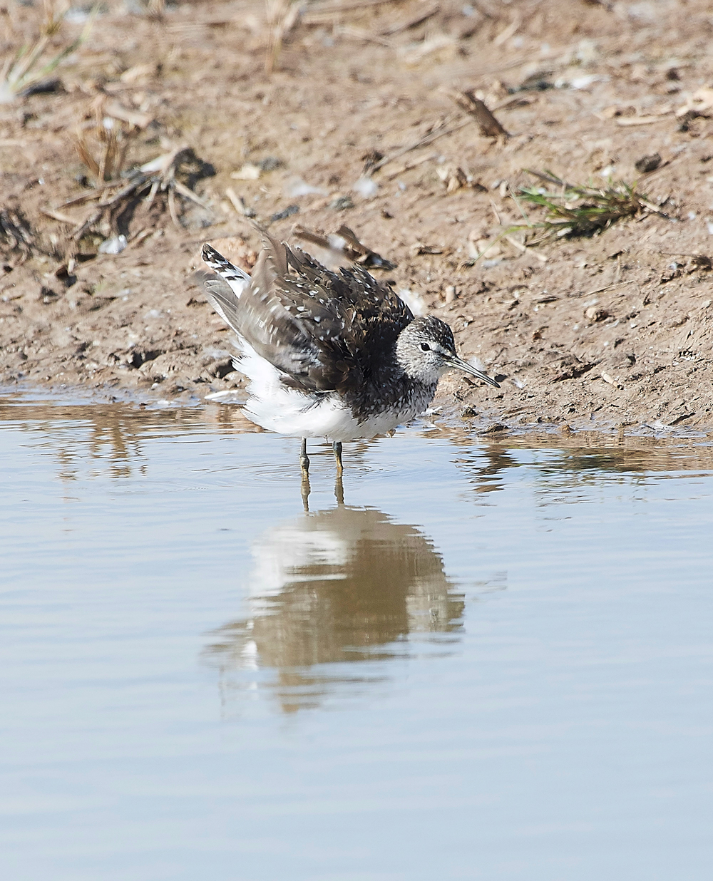 CleyGreenSandpiper060818-13