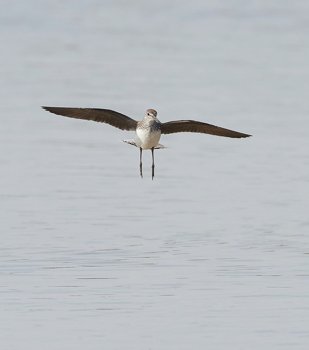 CleyGreenSandpiper060818-14