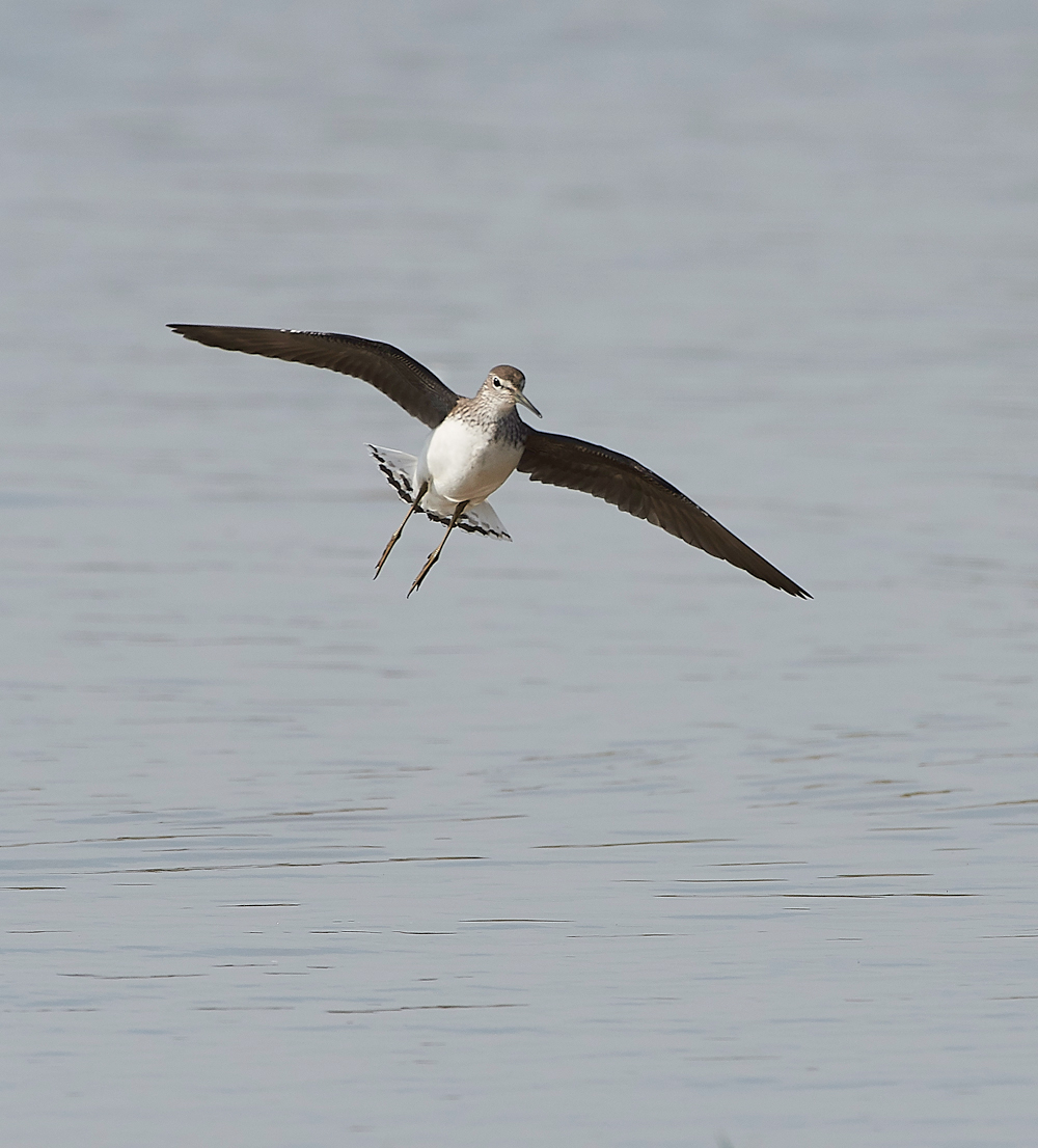 CleyGreenSandpiper060818-15