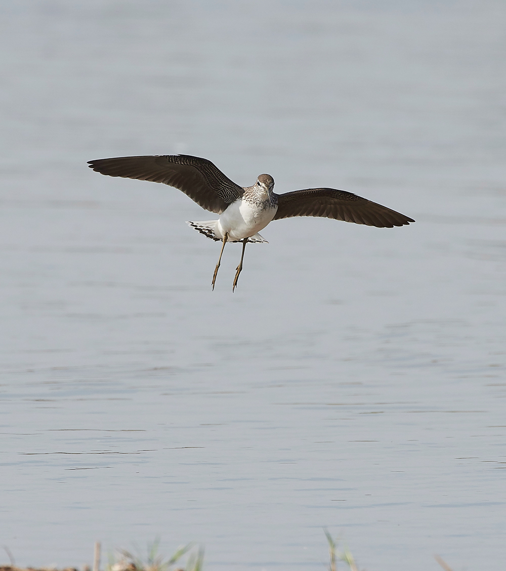 CleyGreenSandpiper060818-16