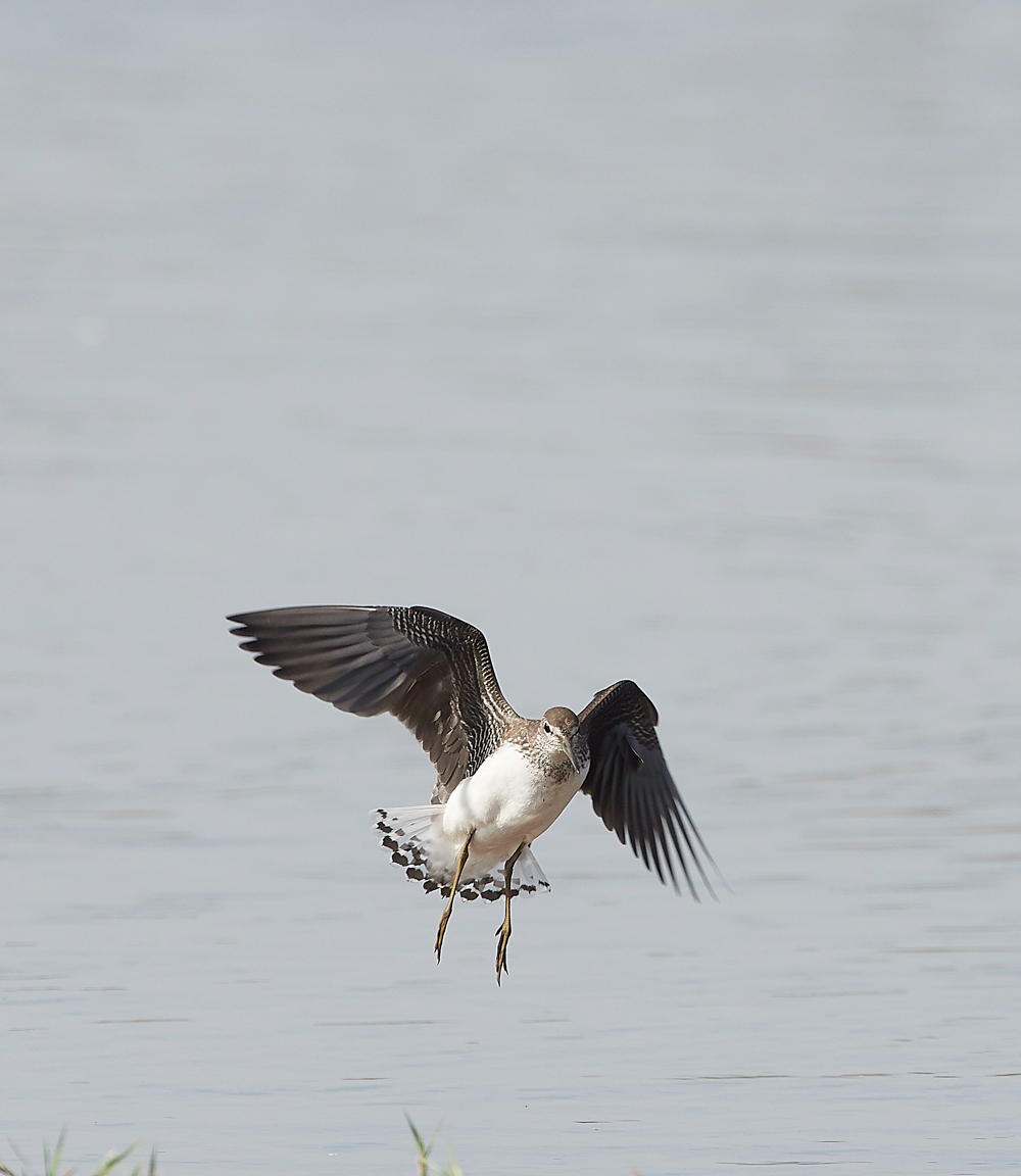 CleyGreenSandpiper060818-18