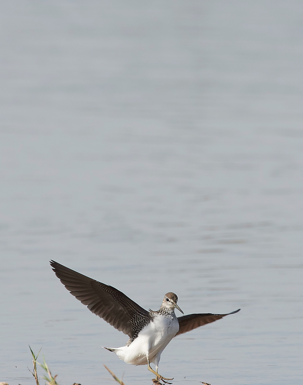CleyGreenSandpiper060818-19