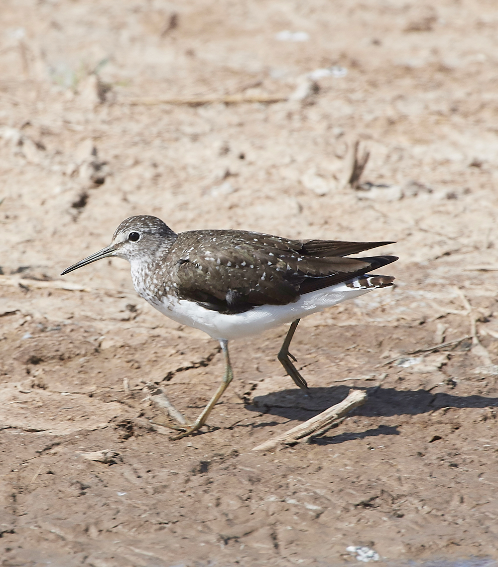 CleyGreenSandpiper060818-2