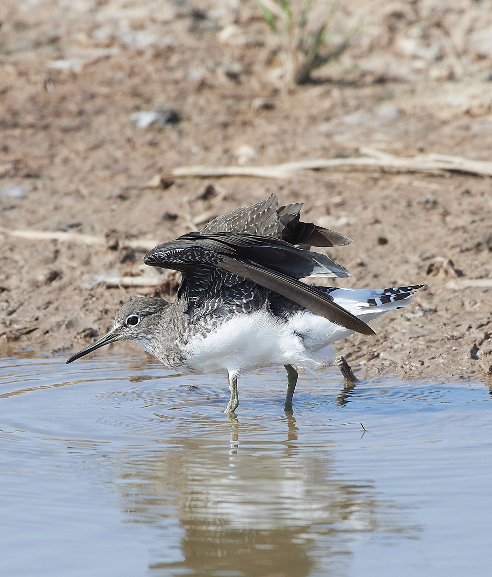 CleyGreenSandpiper060818-20