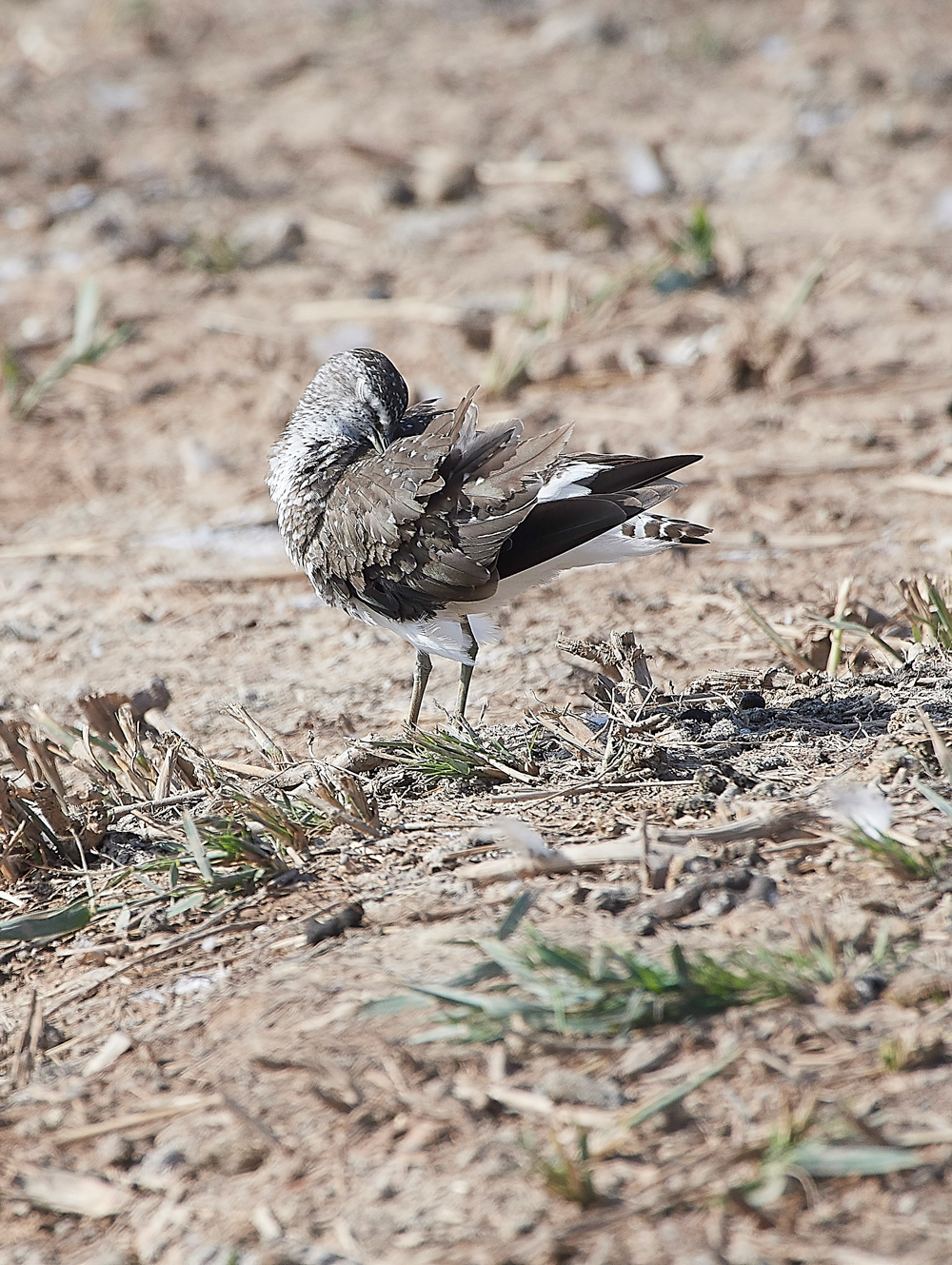 CleyGreenSandpiper060818-21