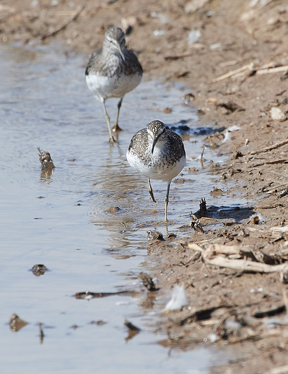 CleyGreenSandpiper060818-4