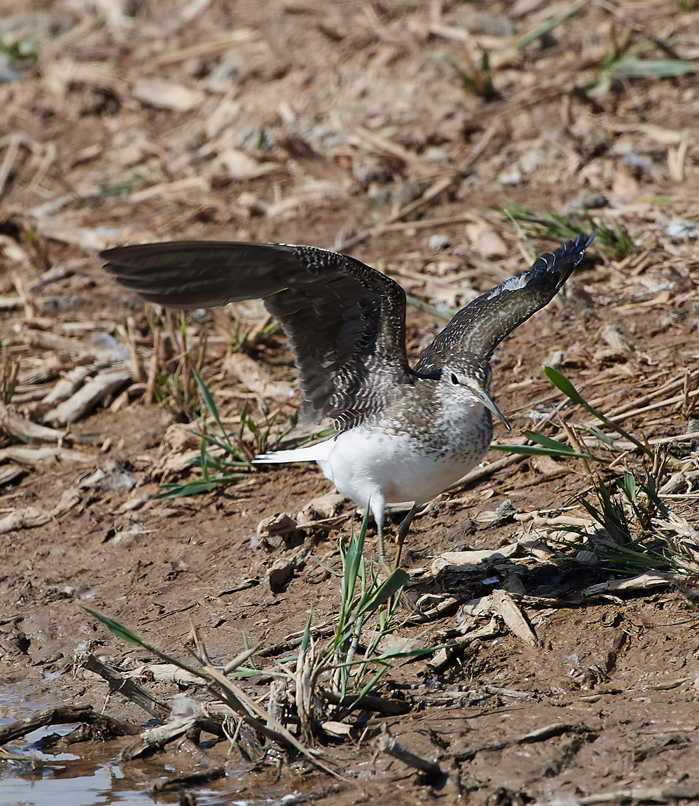 CleyGreenSandpiper060818-5