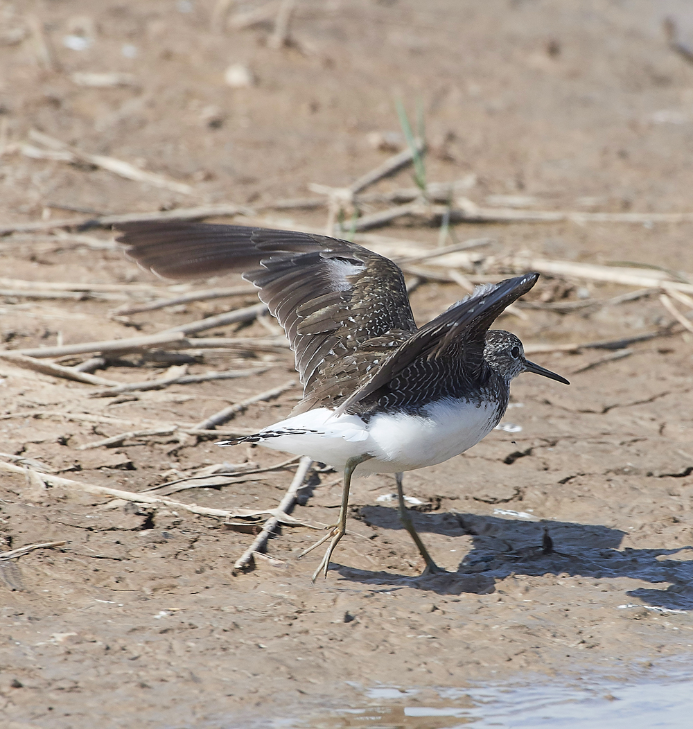 CleyGreenSandpiper060818-6