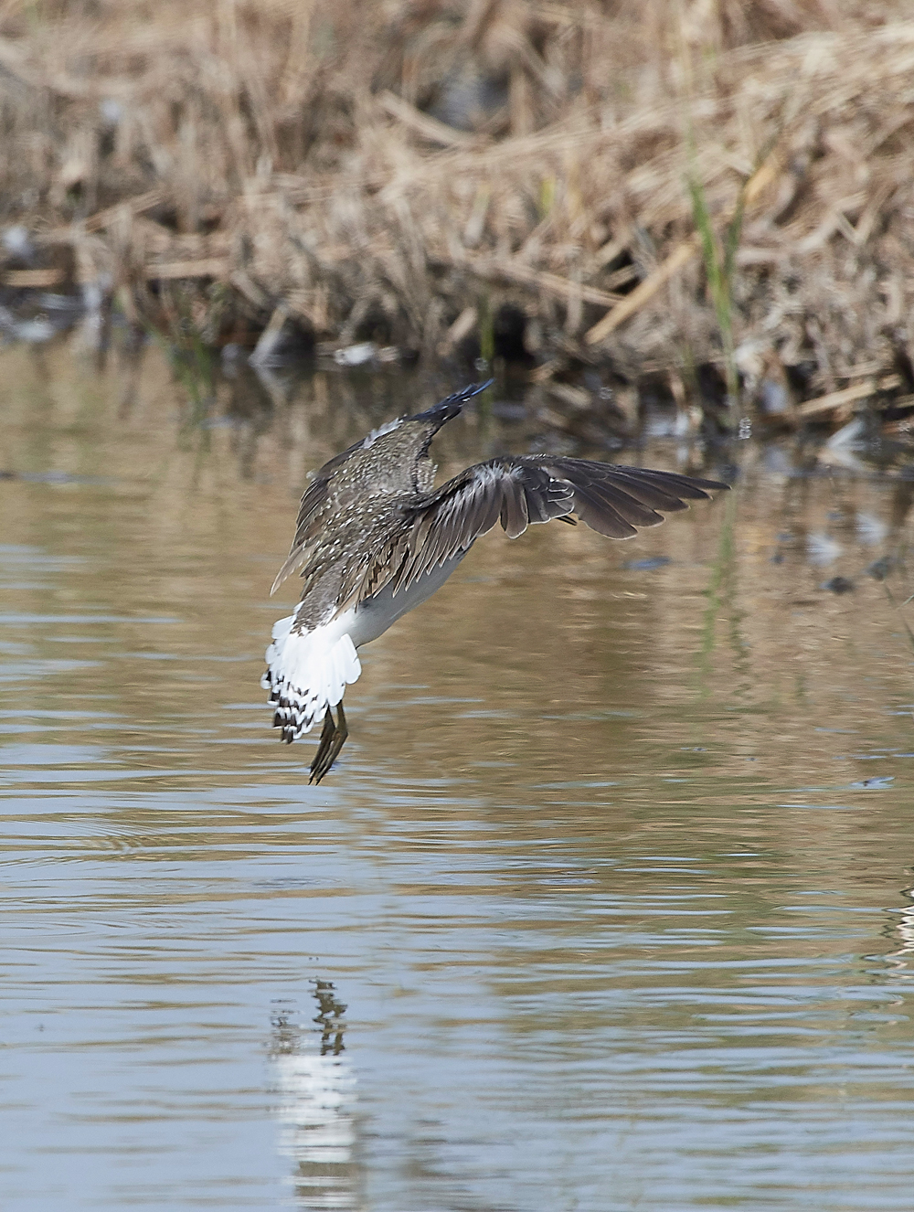 CleyGreenSandpiper060818-7