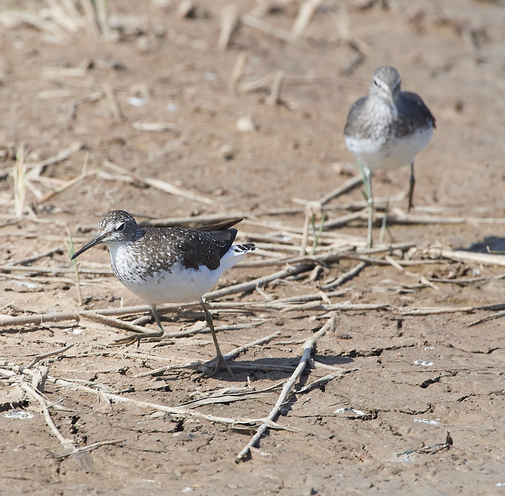 CleyGreenSandpiper060818-8