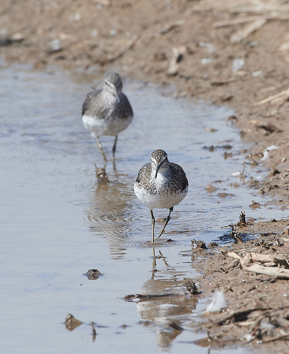 CleyGreenSandpiper060818-9
