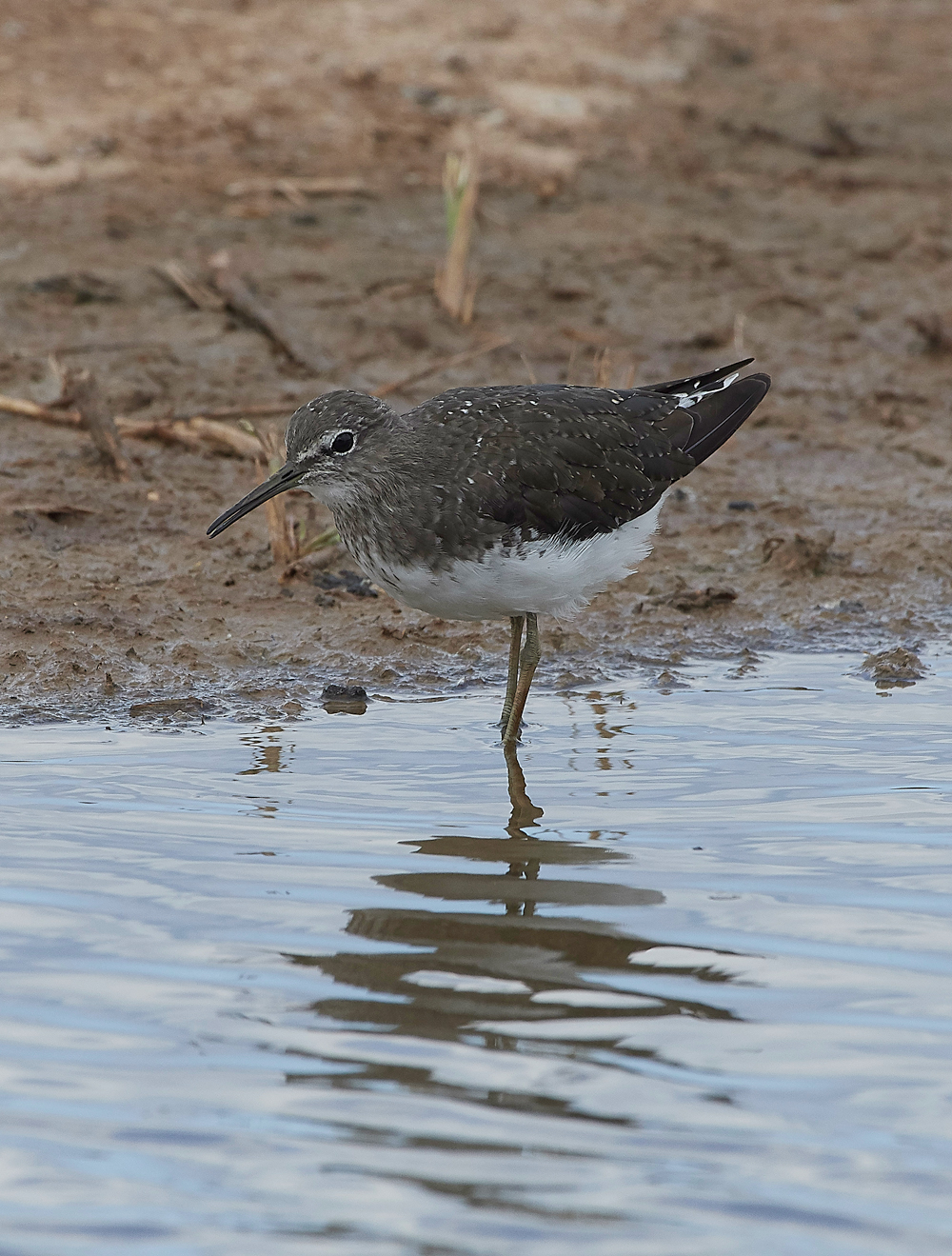 CleyGreenSandpiper080818-1