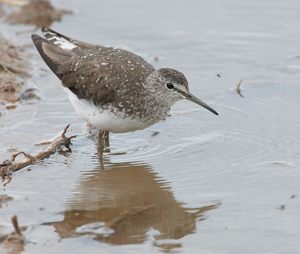 CleyGreenSandpiper080818-2