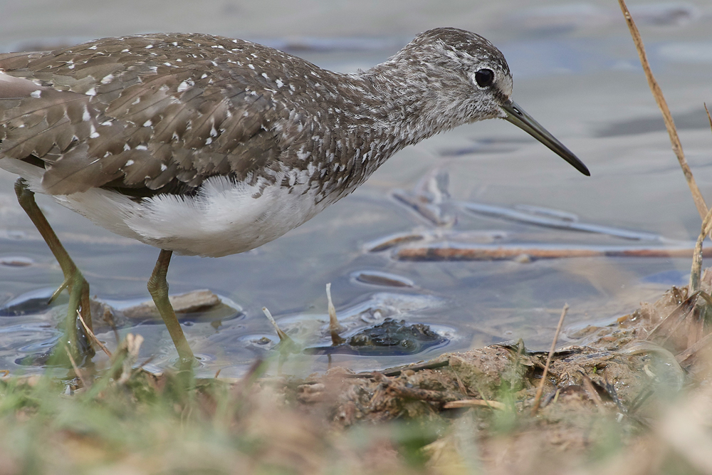 CleyGreenSandpiper080818-3