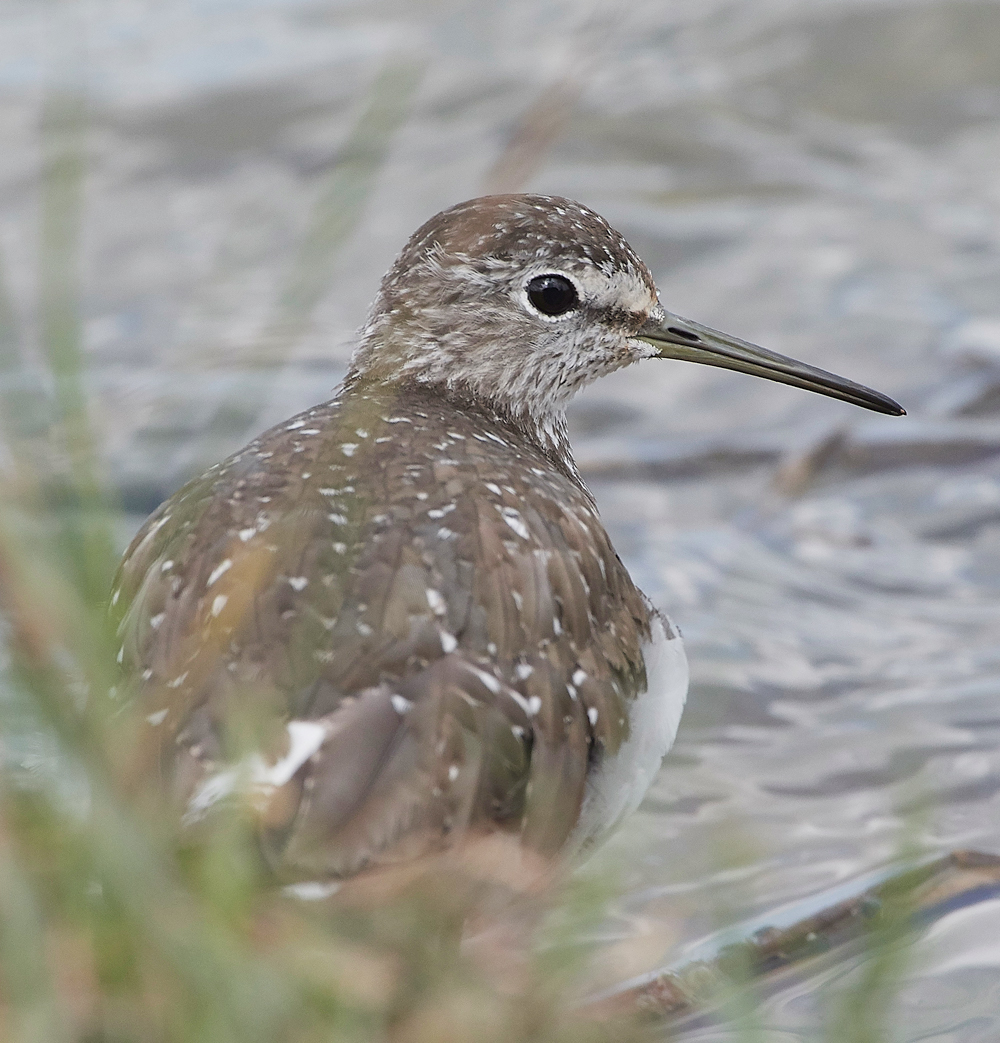 CleyGreenSandpiper080818-4