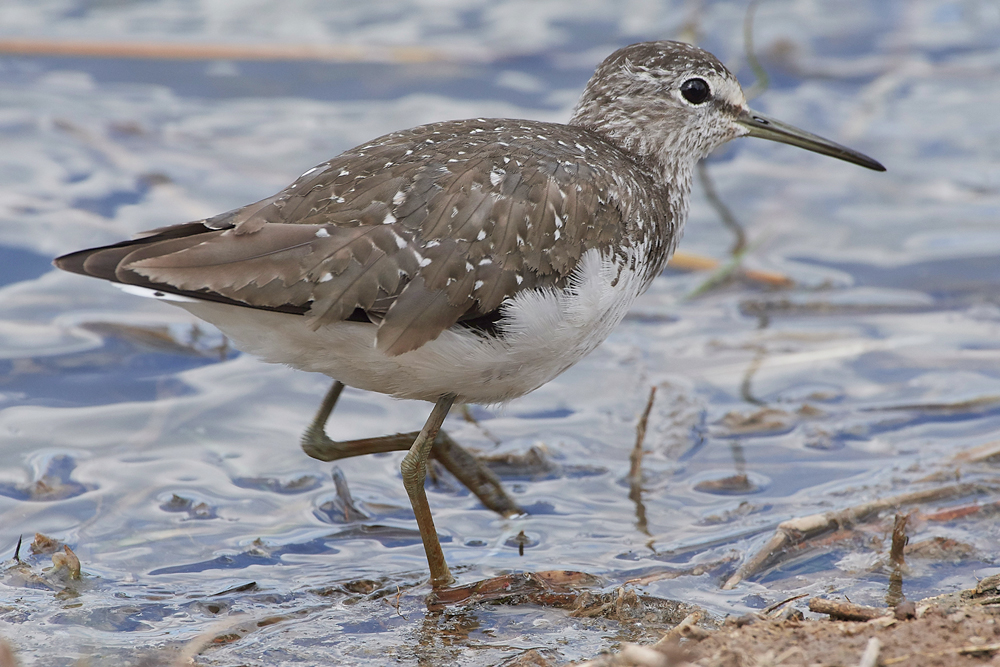 CleyGreenSandpiper080818-5