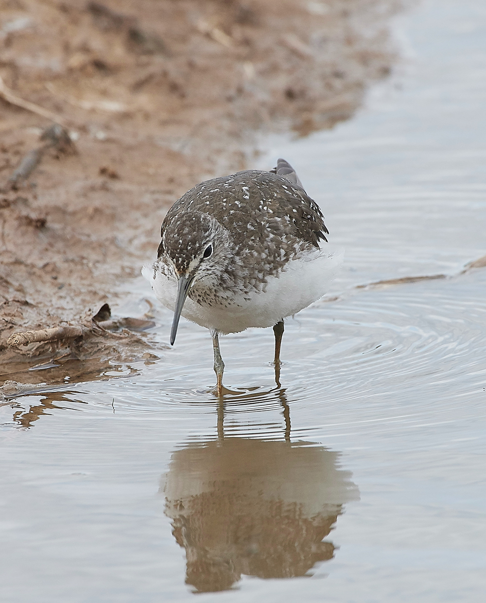 CleyGreenSandpiper080818-6