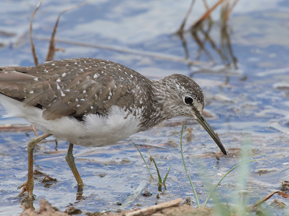 CleyGreenSandpiper080818-7
