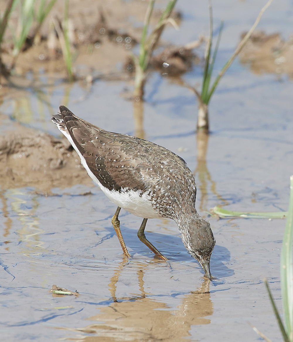 CleyGreenSandpiper180718-1