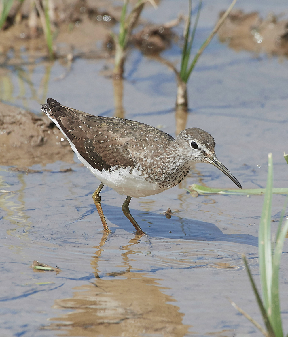 CleyGreenSandpiper180718-2