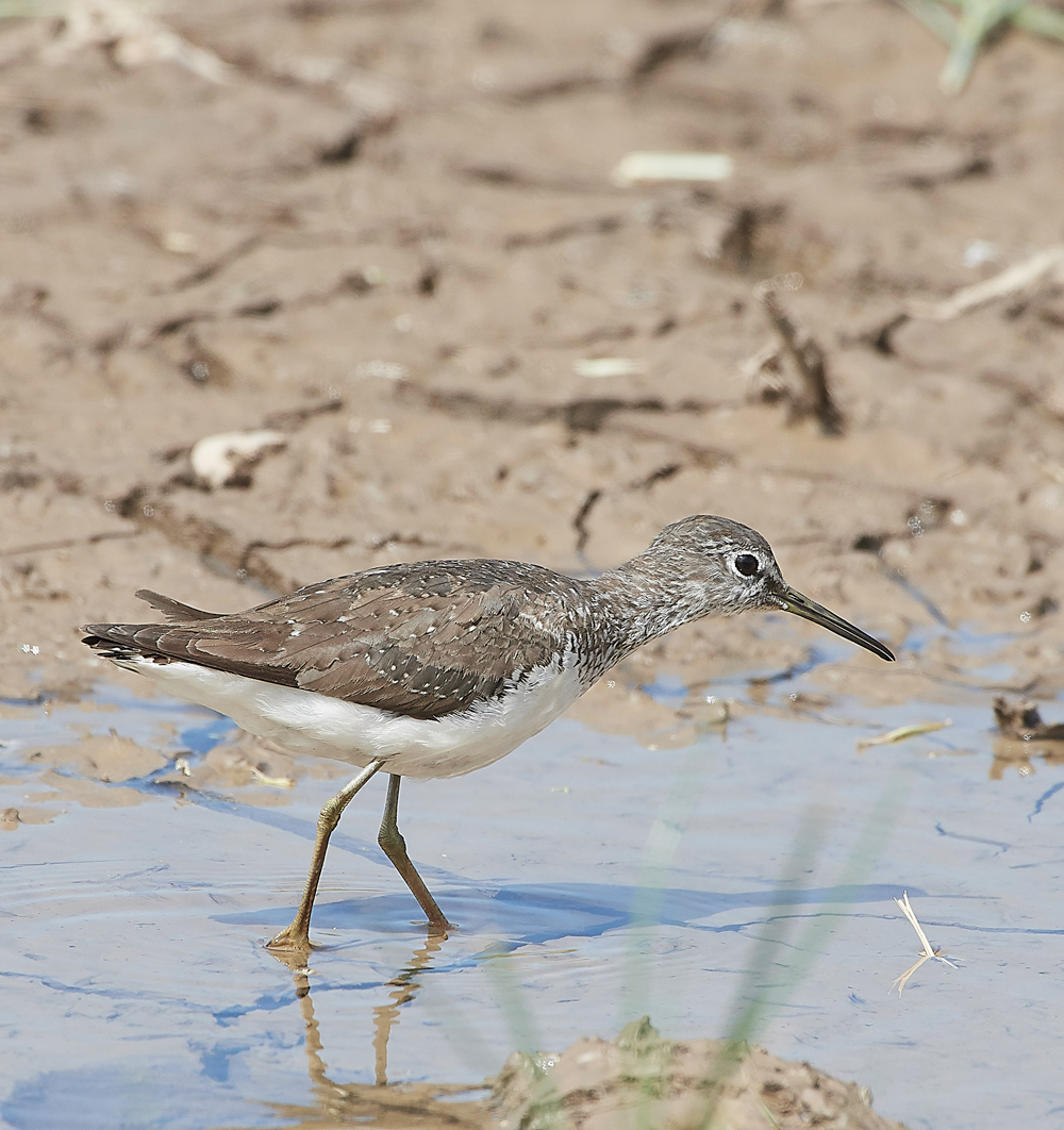 CleyGreenSandpiper180718-3