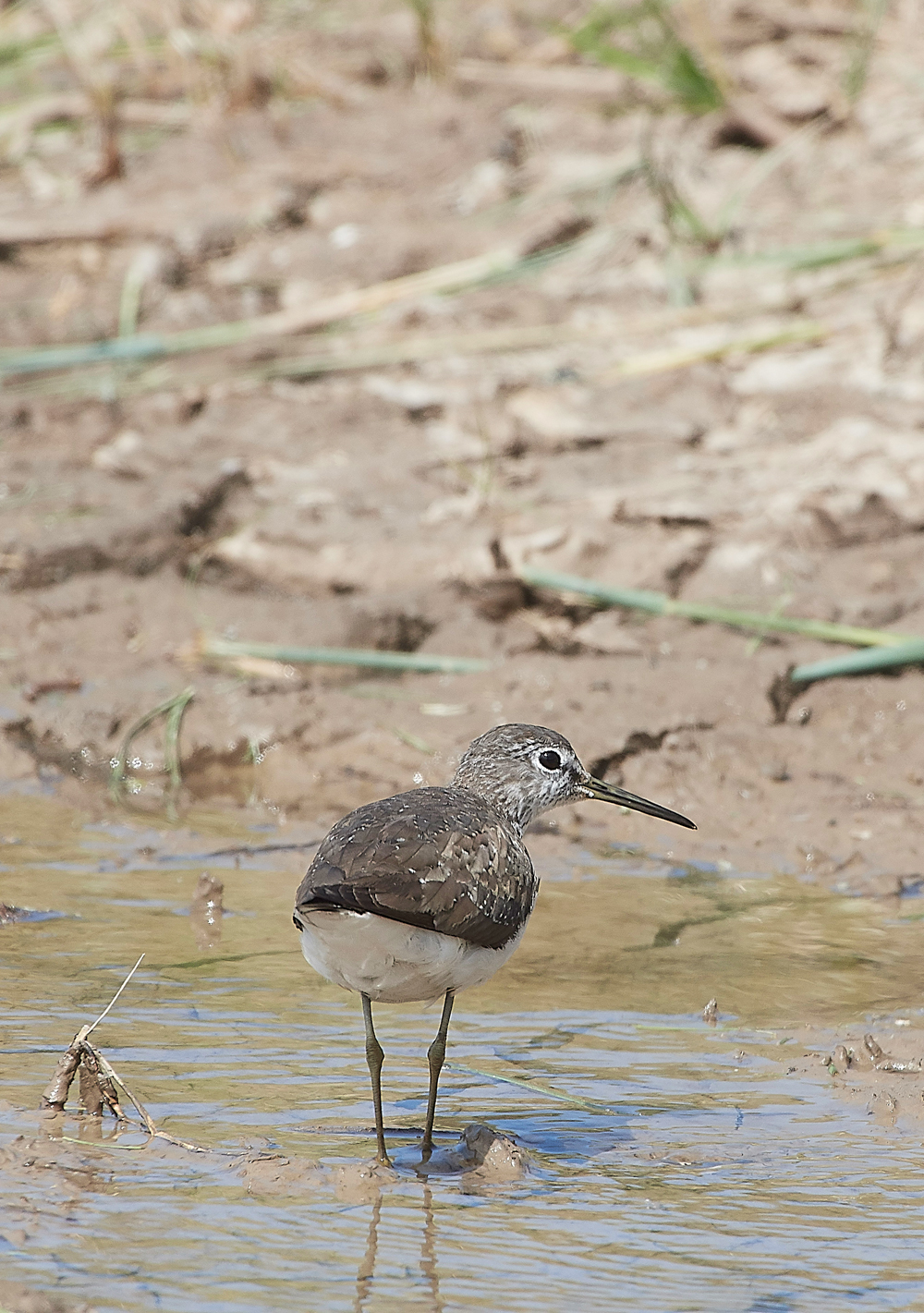CleyGreenSandpiper180718-4