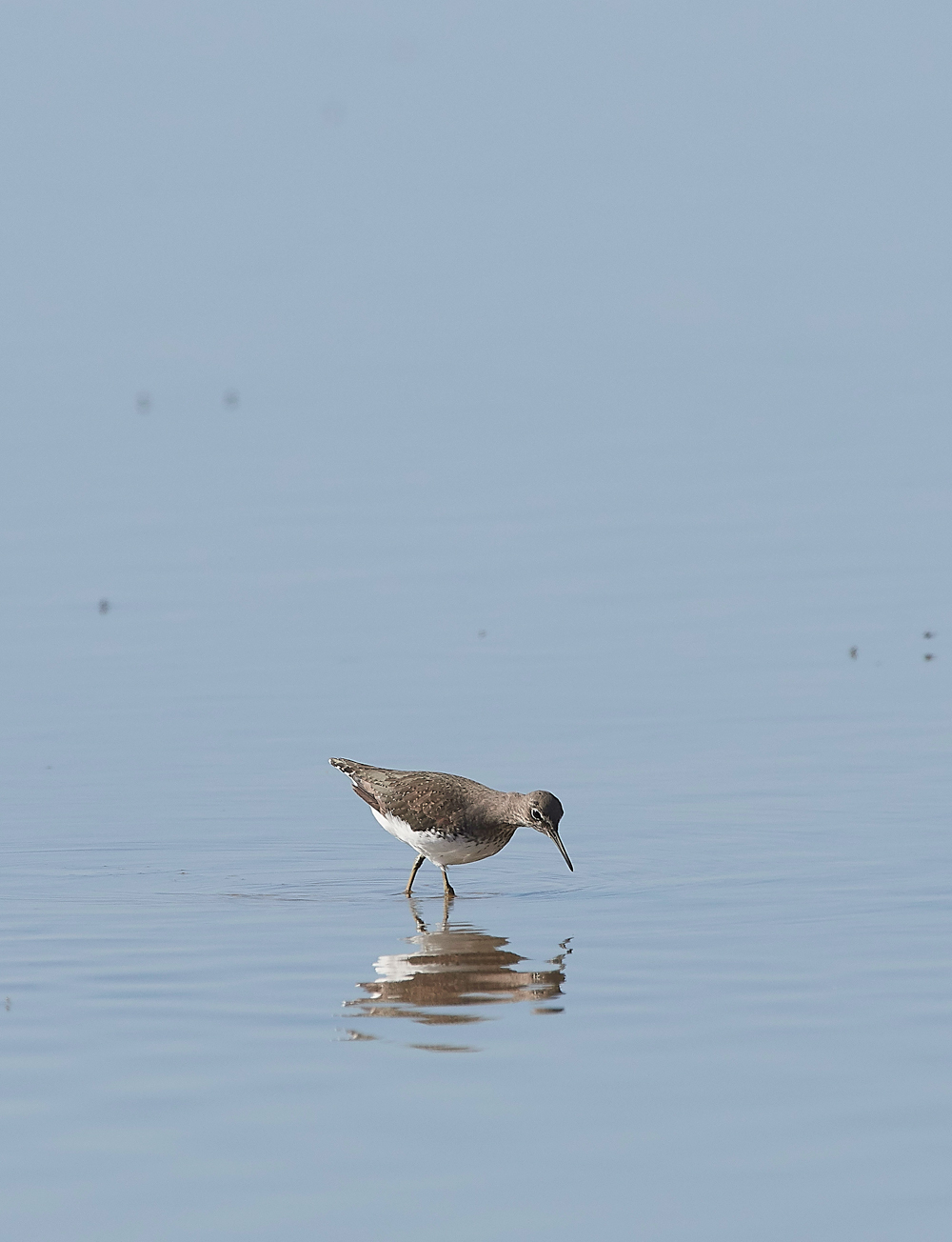 CleyGreenSandpiper310718-1