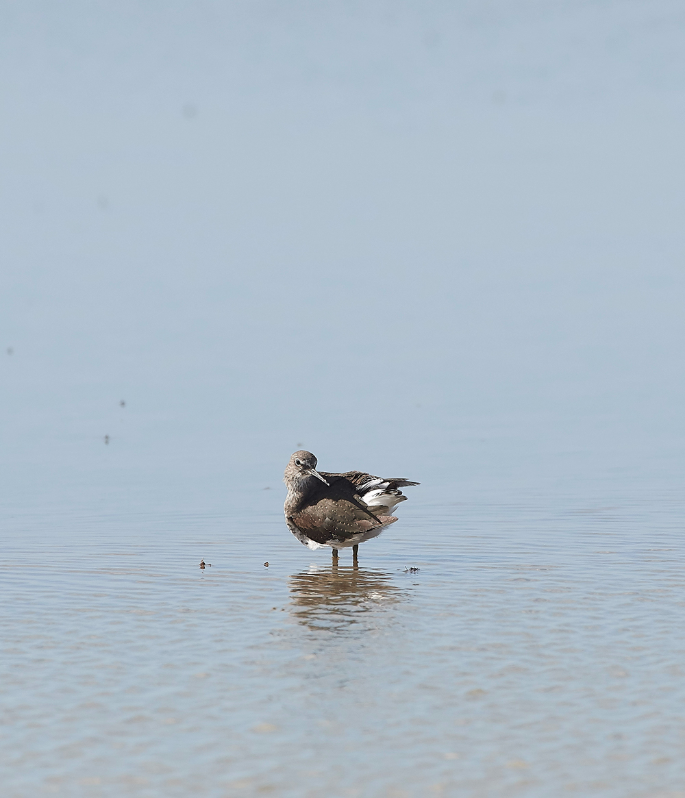 CleyGreenSandpiper310718-2