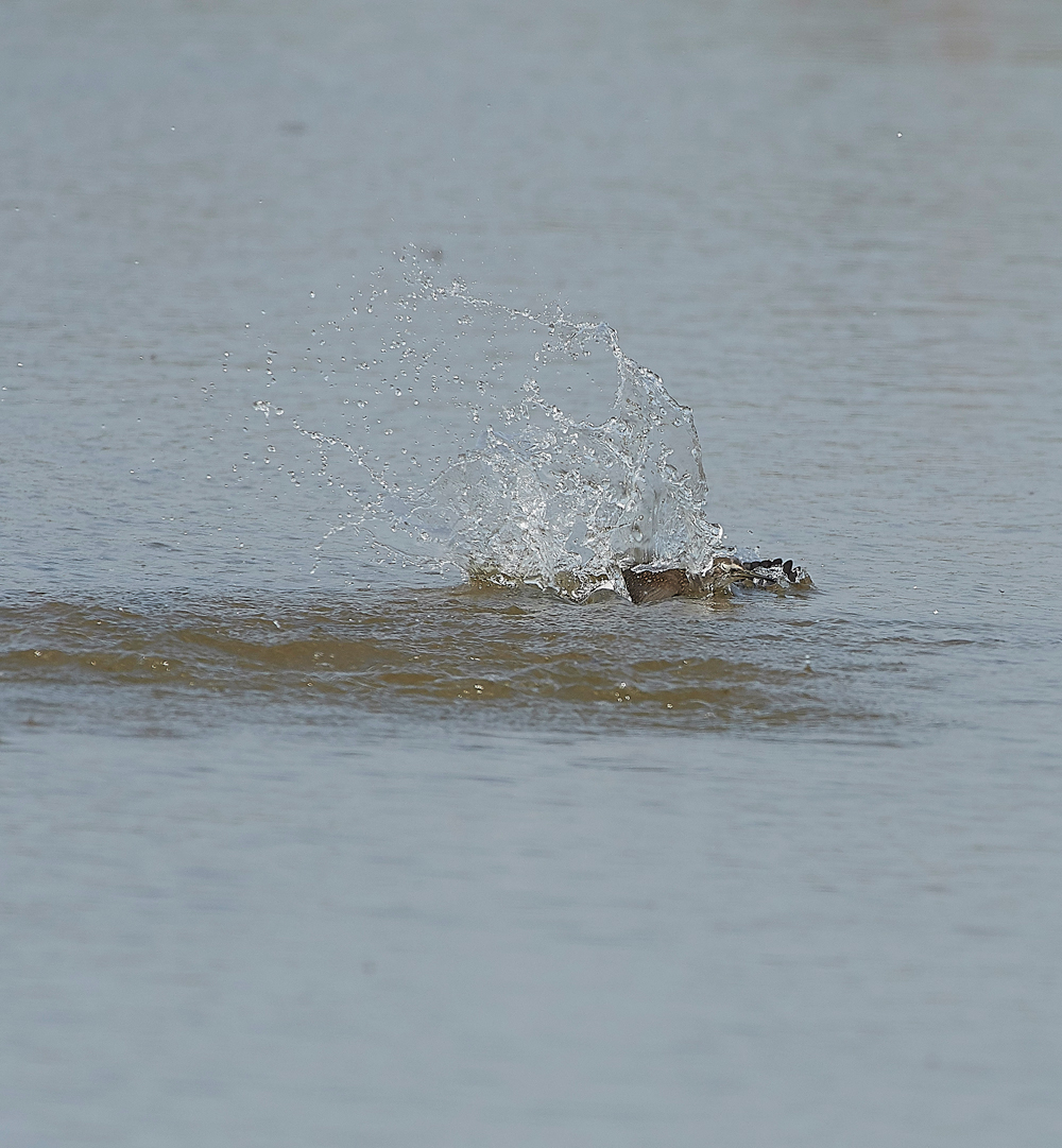 CleyGreenSandpipr230718-5