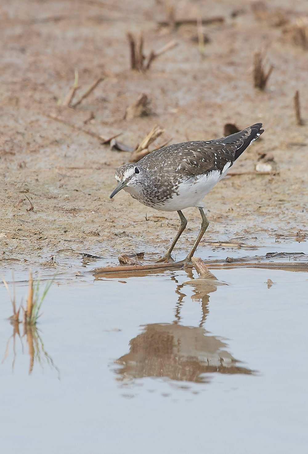 CleyGreenSanpiper130818-13