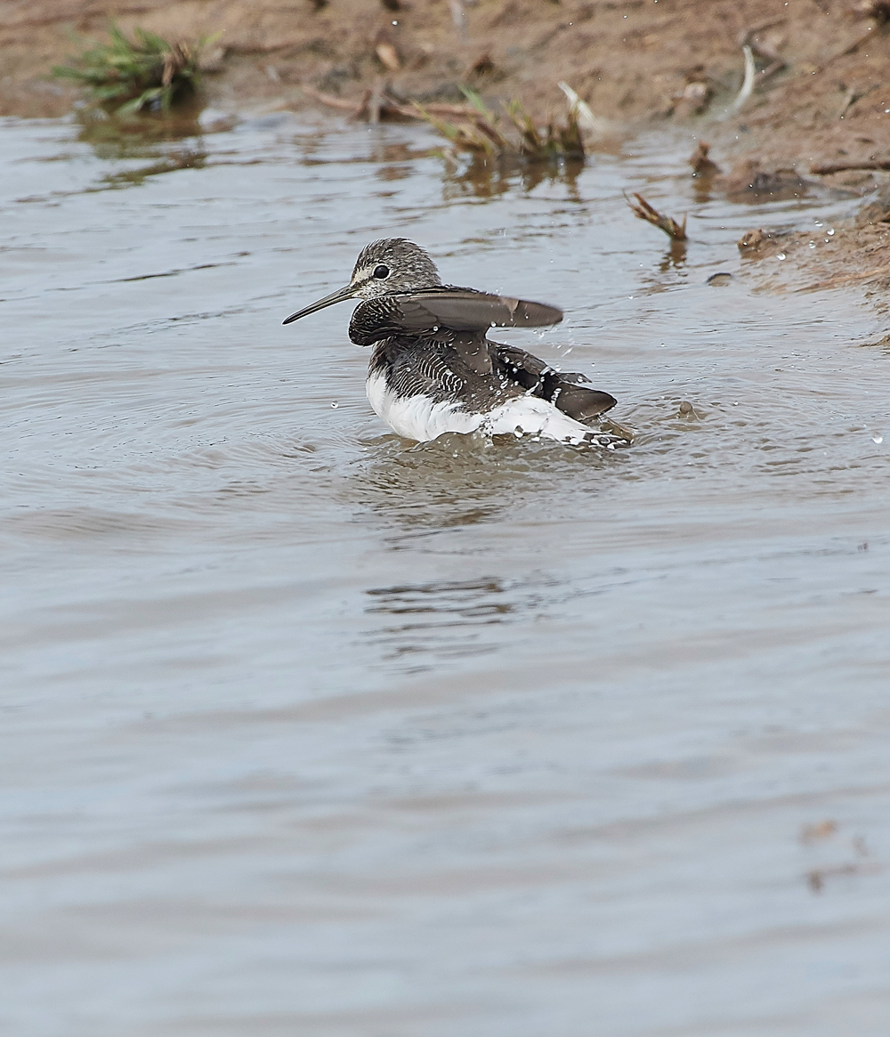 CleyGreenSanpiper130818-6
