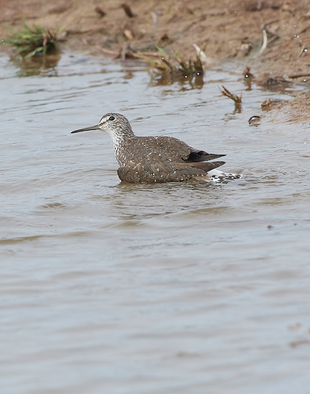 CleyGreenSanpiper130818-7