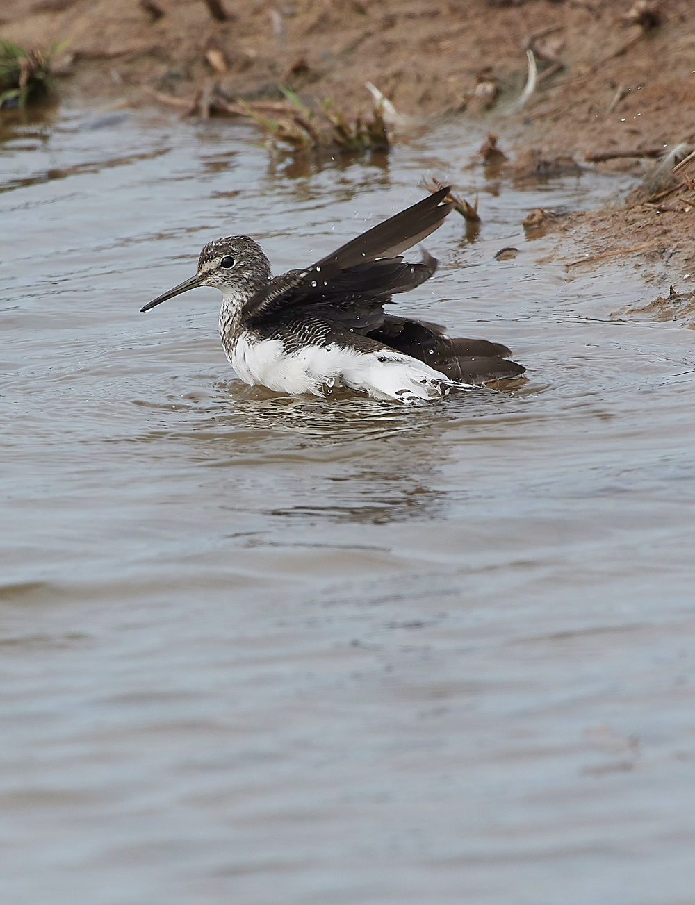 CleyGreenSanpiper130818-8
