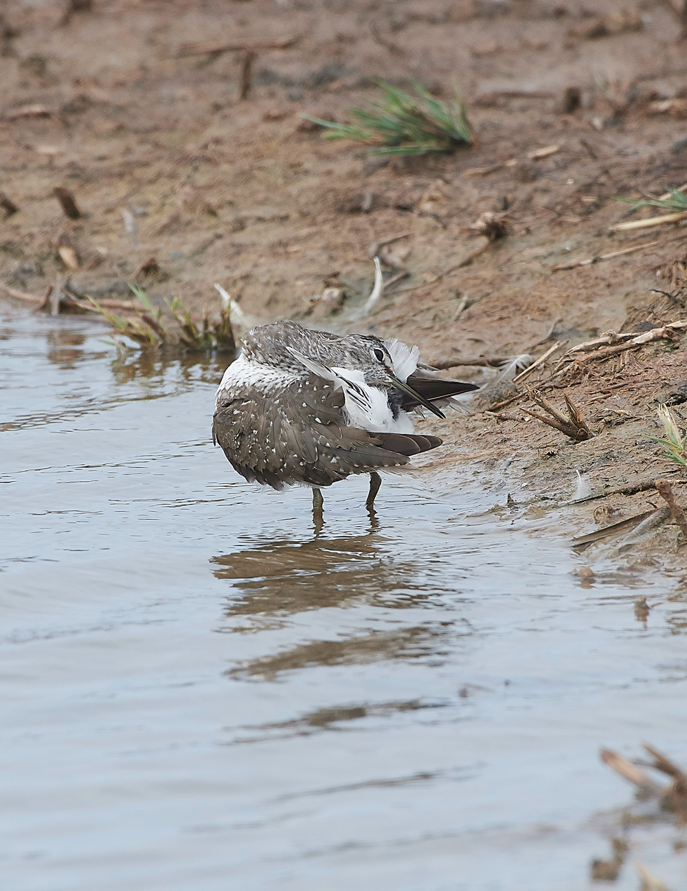 CleyGreenSanpiper130818-9