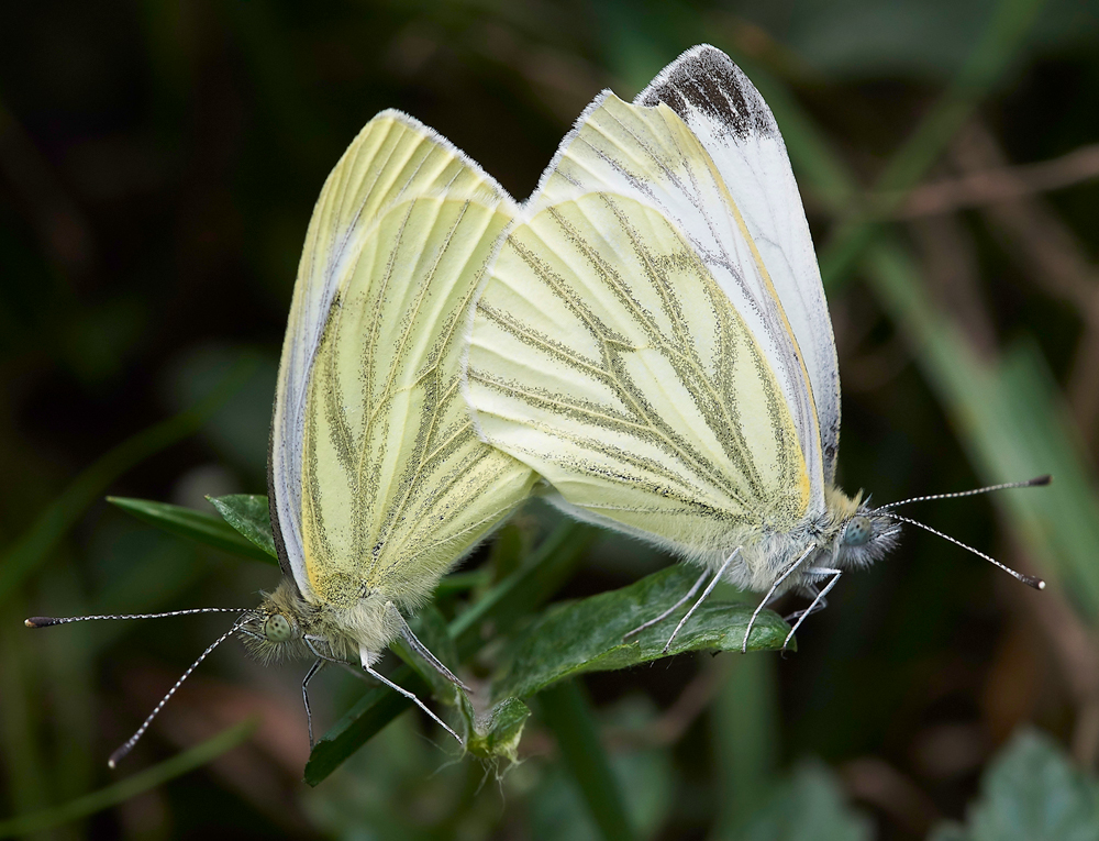 CleyGreenVeinedWhite270818-6