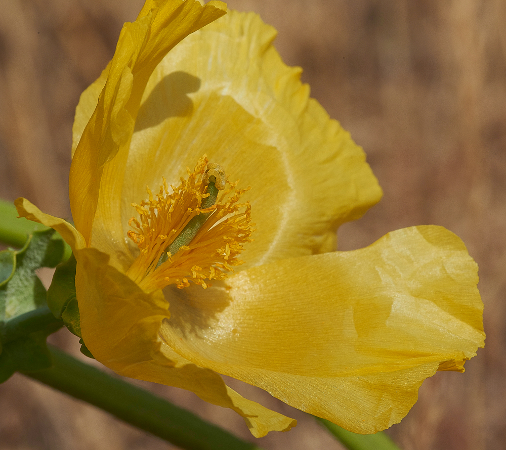 CleyHornedPoppy050718-1