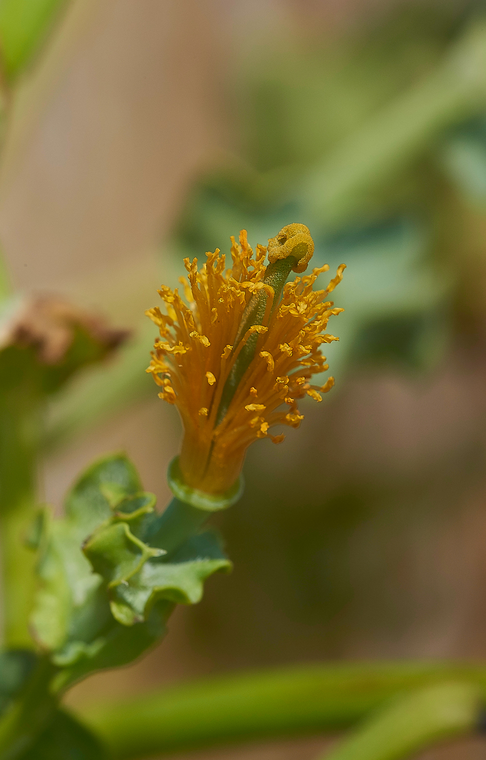 CleyHornedPoppy050718-2