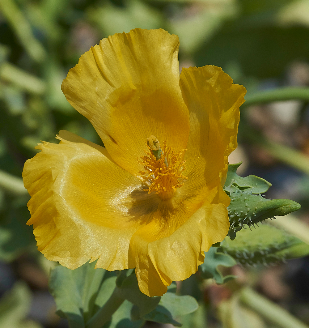 CleyHornedPoppy050718-3