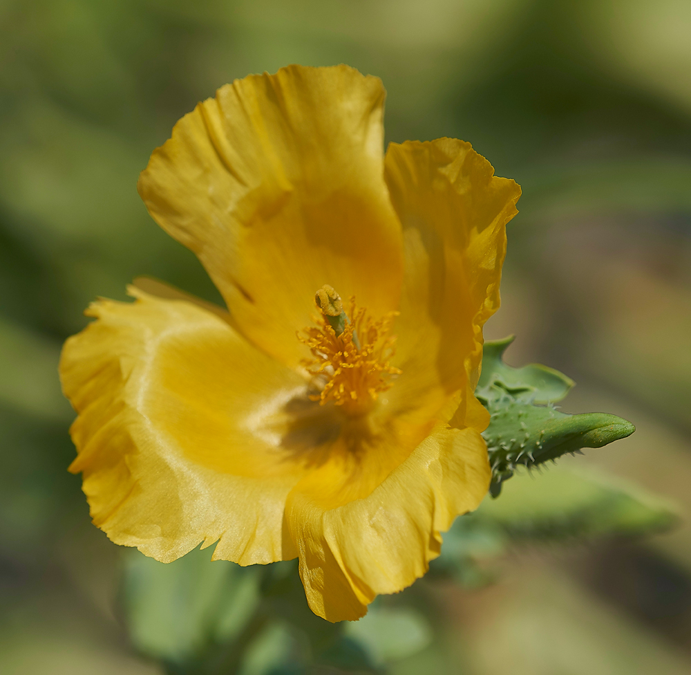 CleyHornedPoppy050718-4