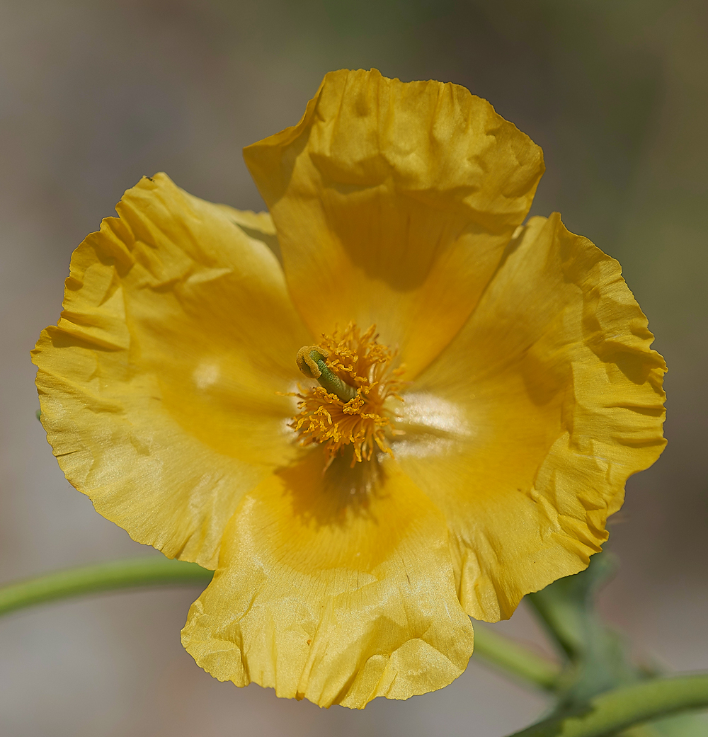 CleyHornedPoppy050718-6