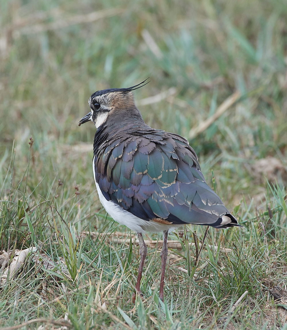 CleyLapwing080818-2