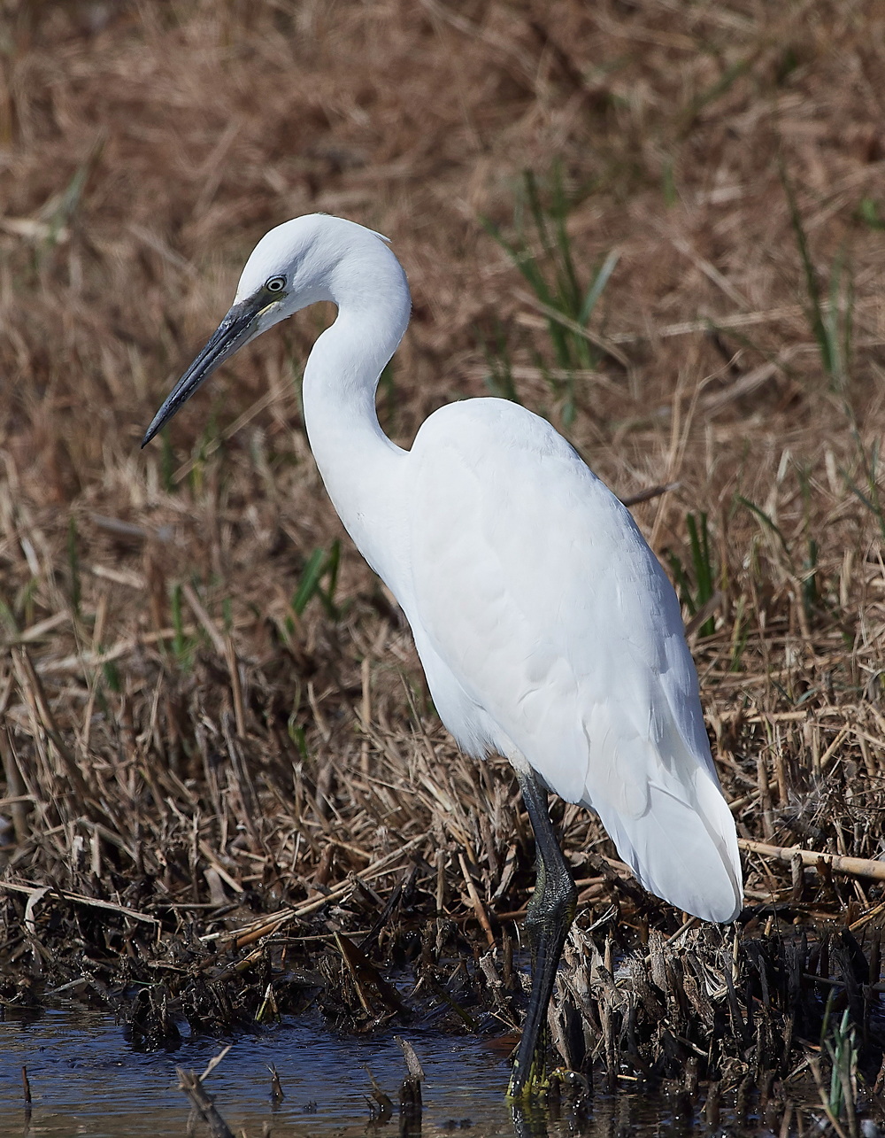 CleyLittleEgret060818-1