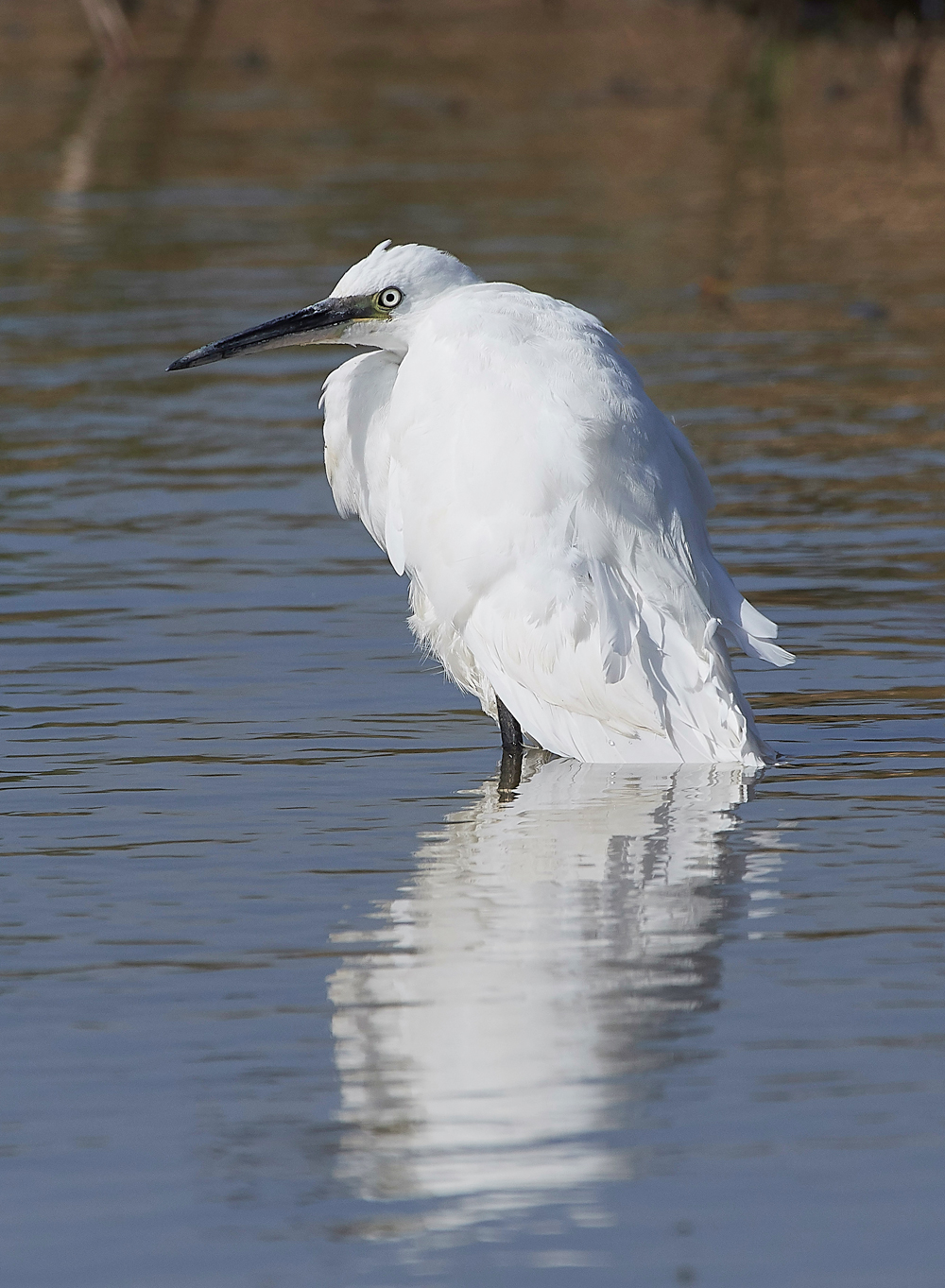 CleyLittleEgret060818-3