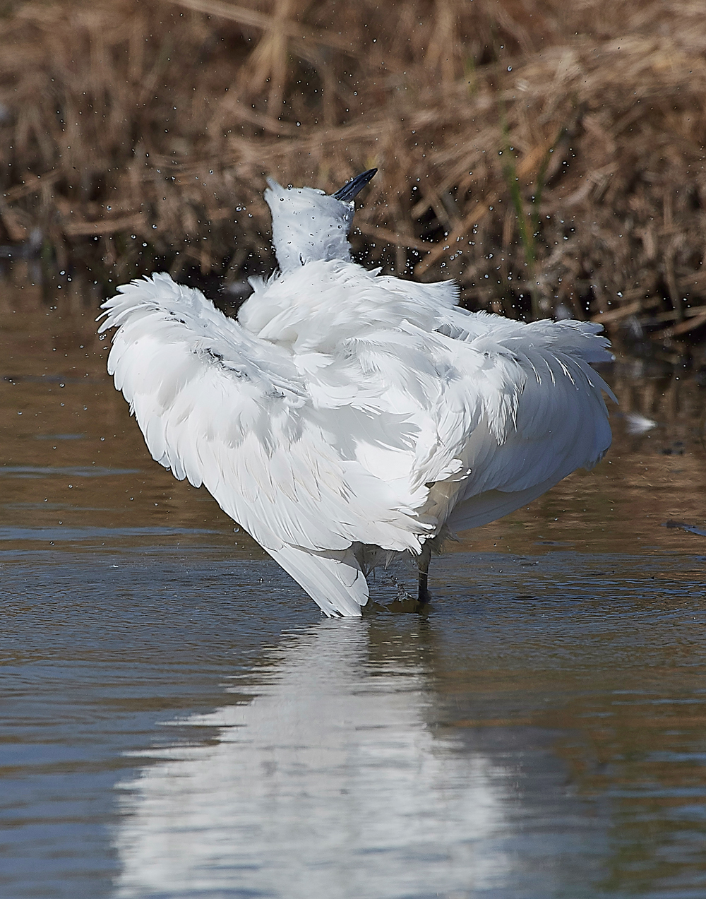 CleyLittleEgret060818-4