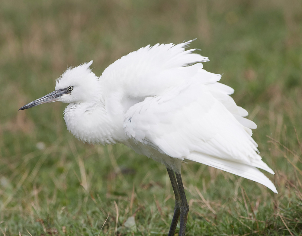 CleyLittleEgret130818-1