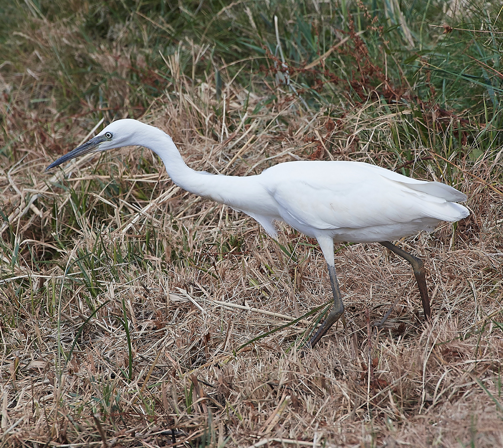 CleyLittleEgret220718-1