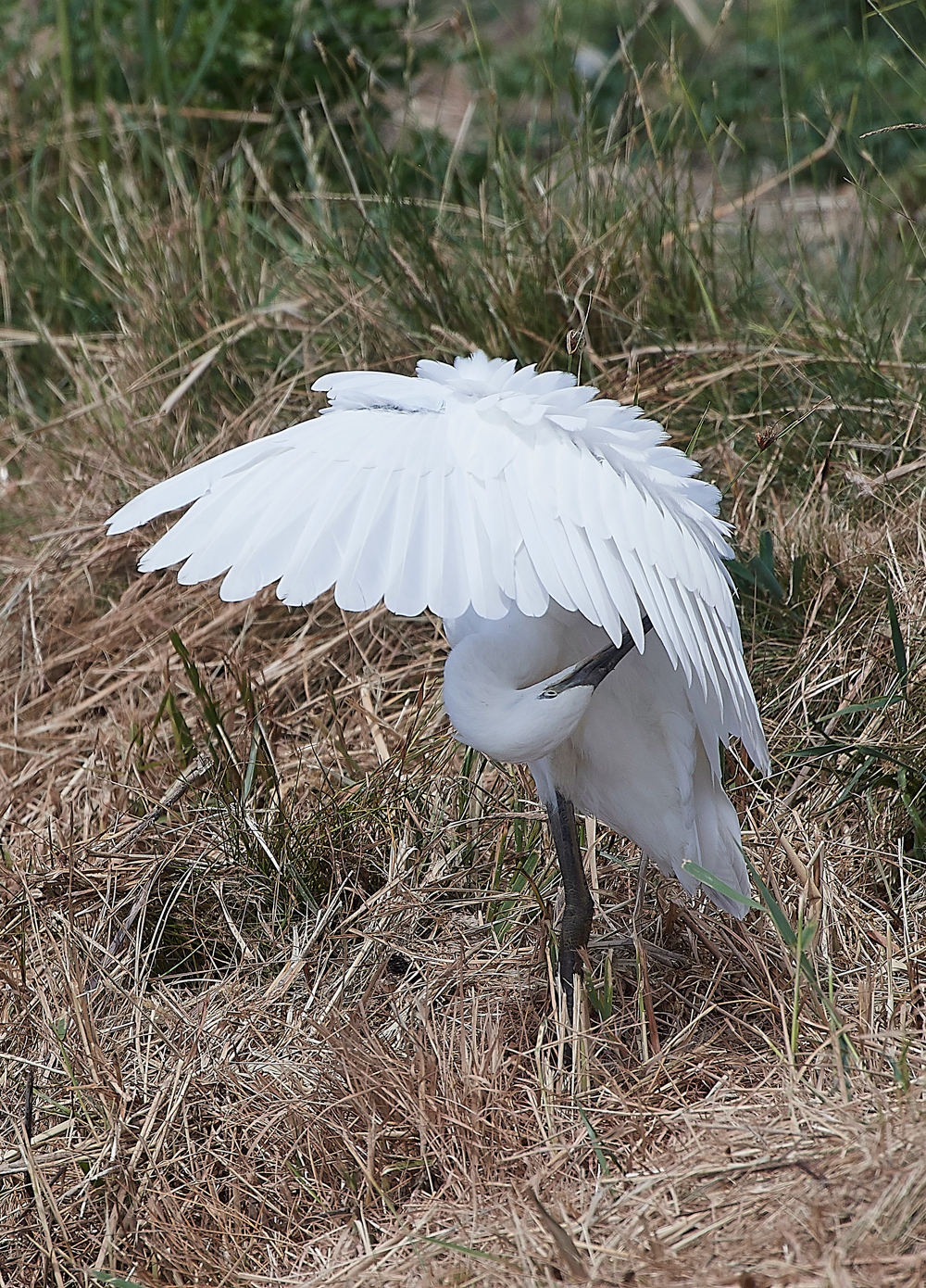 CleyLittleEgret220718-2