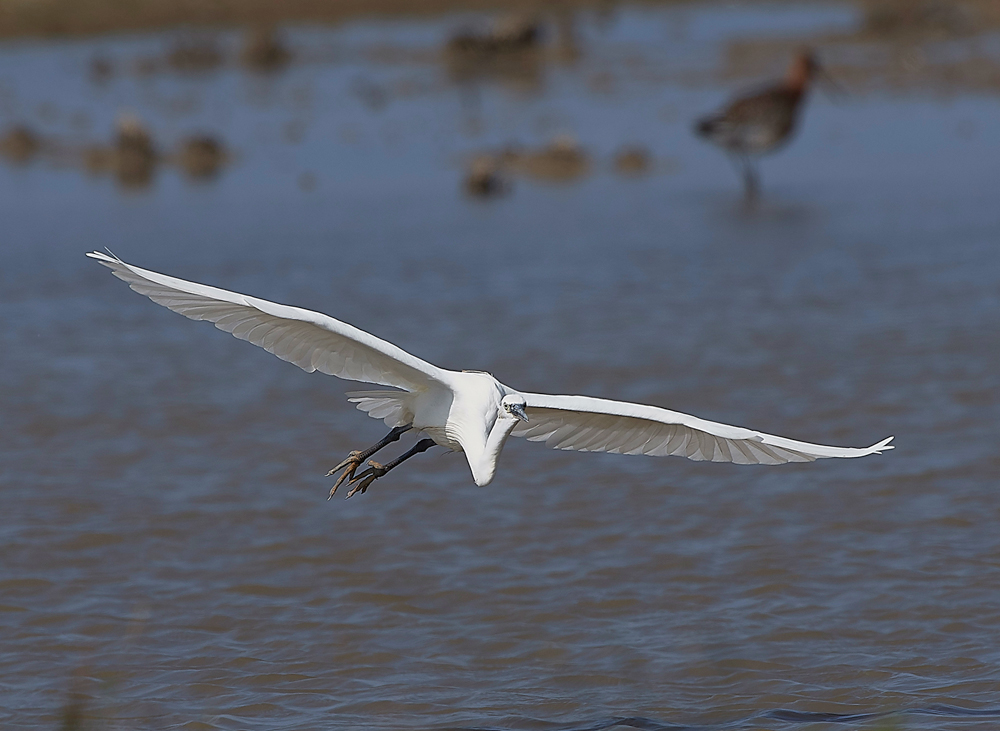 CleyLittleEgret220718-3