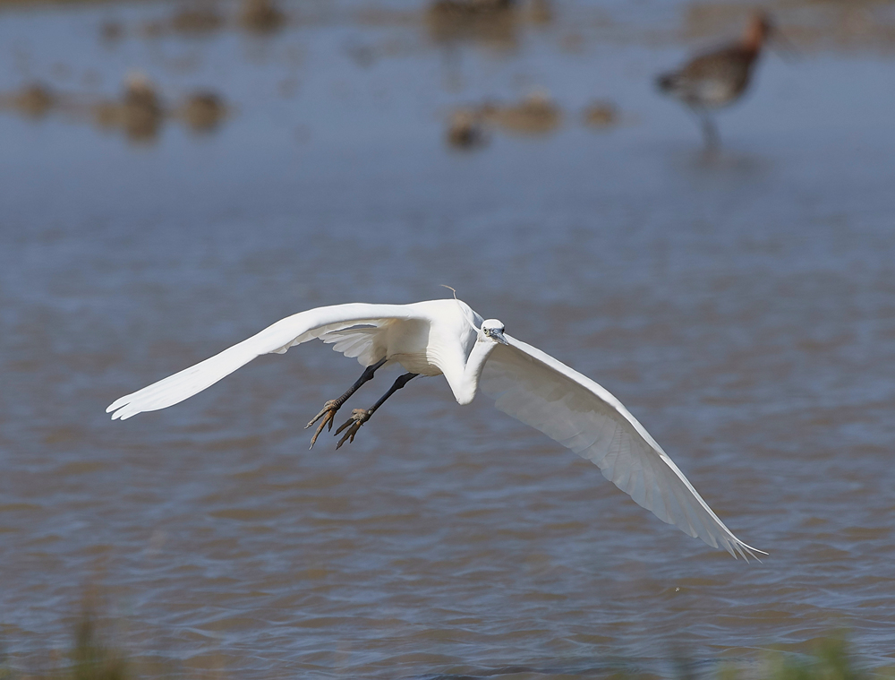 CleyLittleEgret220718-4