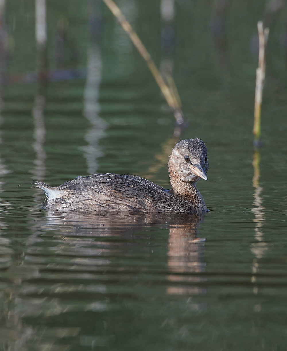 CleyLittleGrebe270818-1